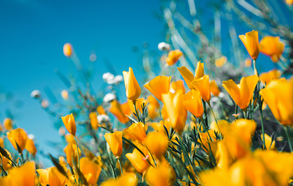 Between the Blooms